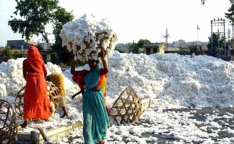 Only 10,000 quintals of cotton purchased in Washim district! | वाशिम जिल्ह्यात केवळ १० हजार क्विंटल कापूस खरेदी!