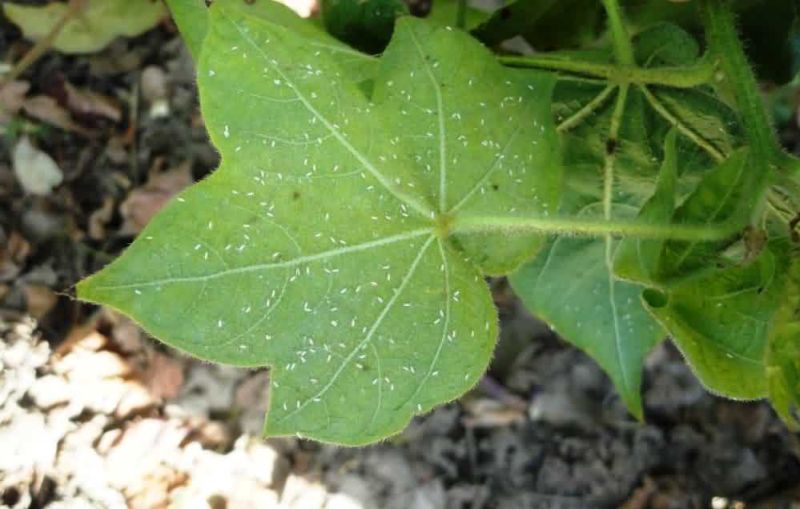 Outbreaks of insect on cotton crop | कपाशीवर तुडतुडे आणि फुलकिड्यांचा प्रादुर्भाव!