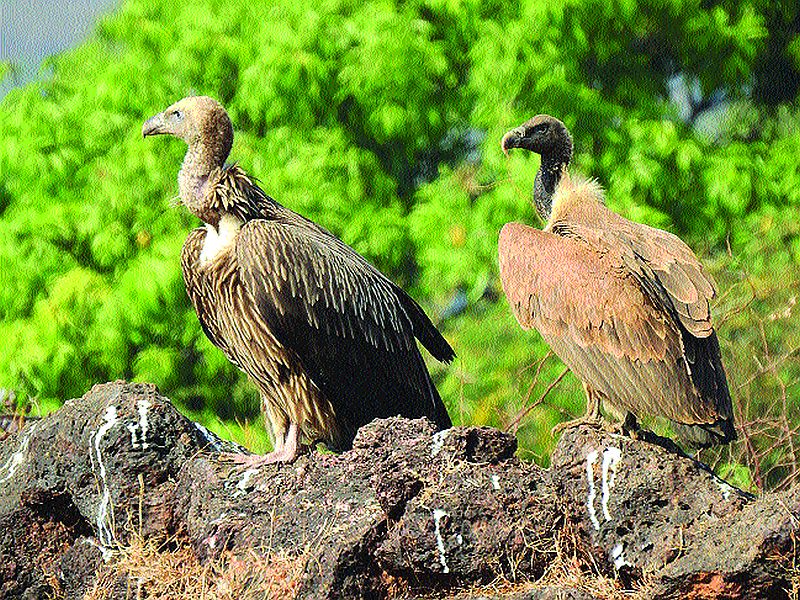 Griffon vultures in the Himalayas flock to Konkan; Record of wildlife practitioners in Shrivardhan taluka | हिमालयातील ग्रिफोन गिधाडांचा कोकणात वावर; वन्यजीव अभ्यासकांची श्रीवर्धन तालुक्यात केली नोंद