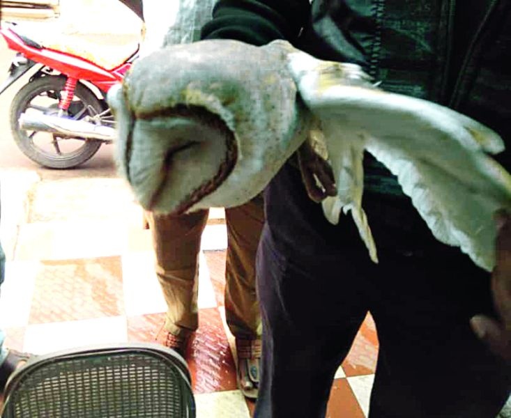 Owl injured in manza collision in Nagpur | नागपुरात   मांजात अडकून घुबड जखमी 