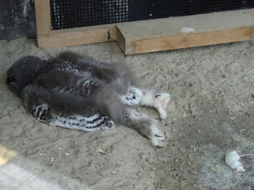 How baby owls sleep? photo goes viral, how people are reacting | घुबडाचं पिल्लूं कसं झोपतं तुम्ही कधी पाहिलं का? फोटो बघून बसेल आश्चर्याचा धक्का....