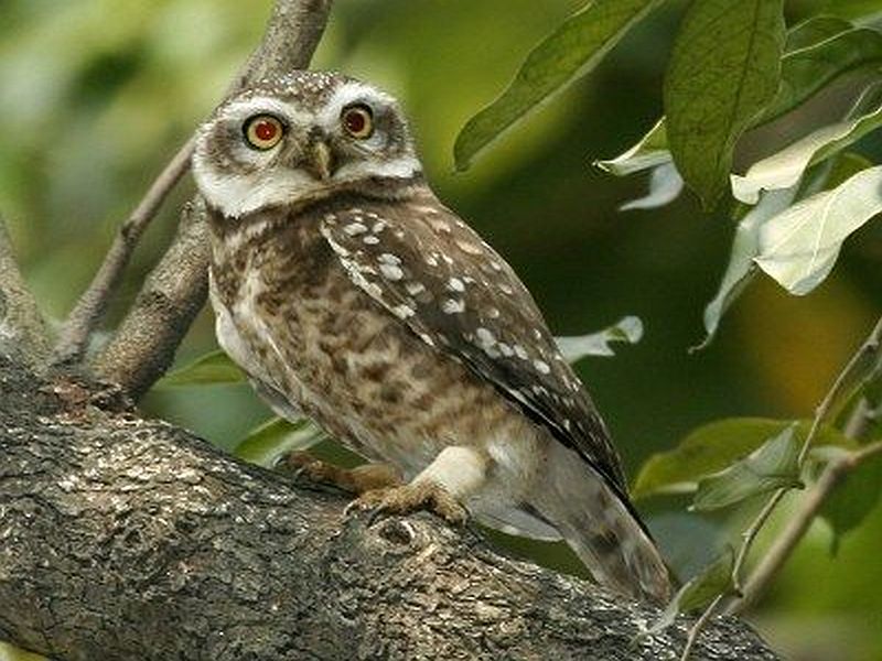 Owl... could they do it, then how could they offend others? | घुबड... त्यांना तो शकुन, मग इतरांना अपशकुन कसा?