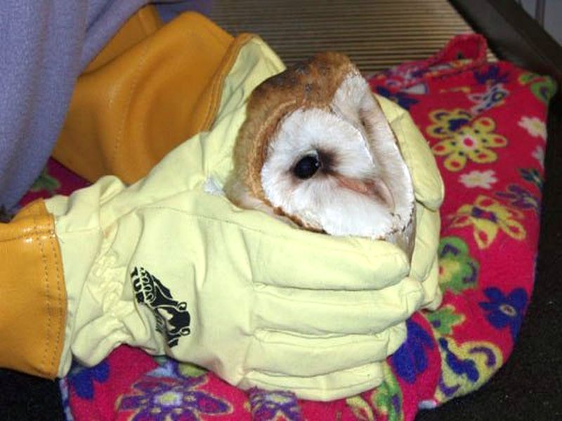  Owl severely injured in an unidentified carriage of vehicles in Nashik; Treatment continues | नाशिकमध्ये अज्ञात भरधाव वाहनाच्या धडकेत घुबड गंभीर जखमी; उपचार सुरू