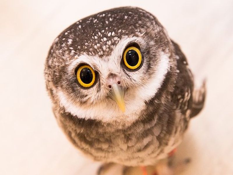 Many misconceptions about owls today | घुबडाविषयी आजही अनेक गैरसमज
