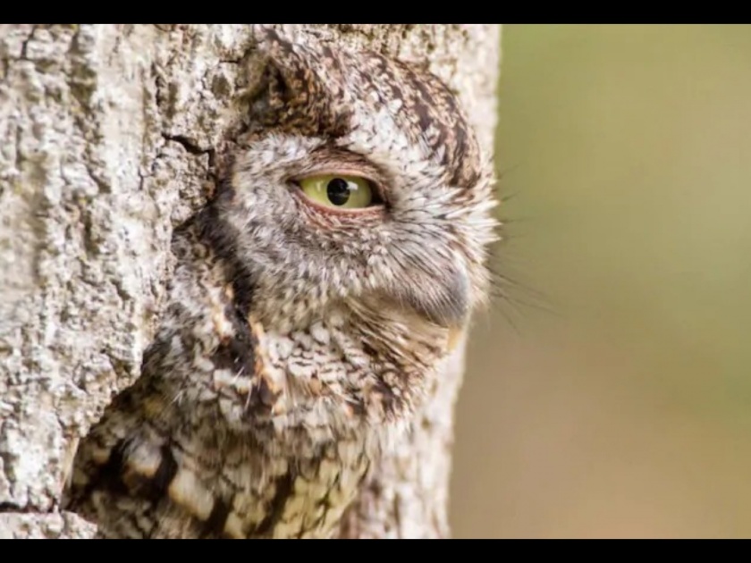 Tree with an eye or an owl? Stunning photograph leaves Twitter amazed | झाडाला डोळे की दडलंय घुबड? या फोटोनं सगळ्यांनाच लावलंय याड !