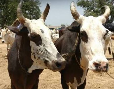 Lacquer bulls stolen from Panchak | पंचक येथून चार बैल चोरीस