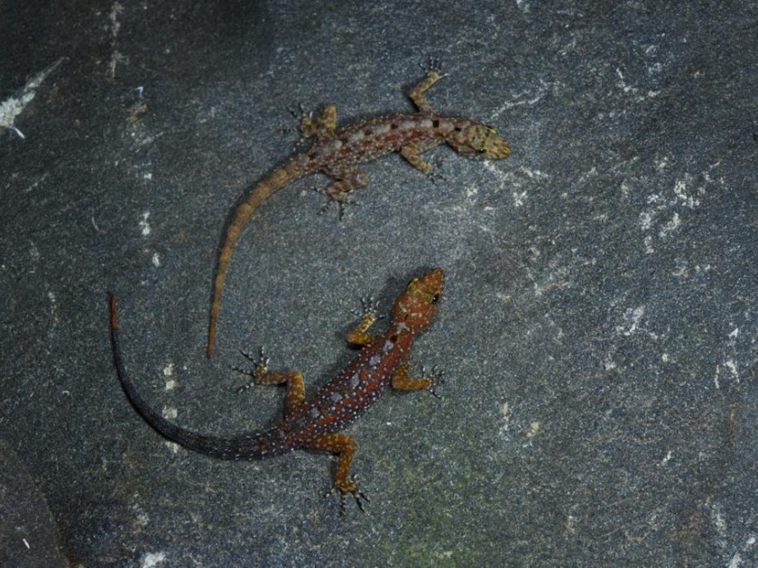 5 new species of lizards discovered by tejas thackeray ishan agarwal akshay khandekar also participated in the research | तेजस ठाकरेंनी शोधल्या पालींच्या पाच नव्या प्रजाती; संशोधनात ईशान आगरवाल, अक्षय खांडेकरही सहभागी