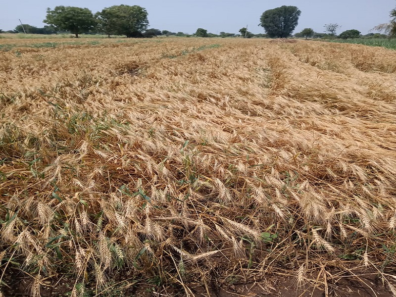 About 1.5 inches of rain in Pachegaon; Damage to wheat, gram, onion crops | पाचेगावात तब्बल दीड इंच पाऊस; गहू, हरभरा, कांदा पिकांचे नुकसान
