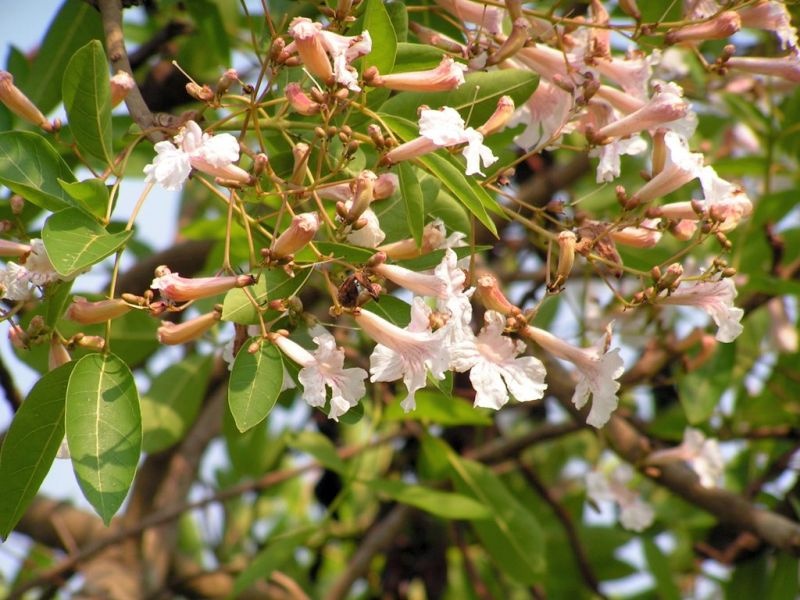Mango tree of Indian species | भारतीय प्रजातीचा बहुगुणी पाडळ वृक्ष