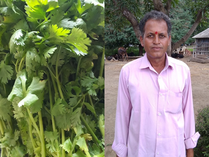 The income from cilantro is Rs 12 lac from kothimbir farm in nashik sinnar | बळीराजा झाला मालामाल, कोथिंबीरीच्या उत्पादनातून 2 महिन्यात कमावले 12 लाख