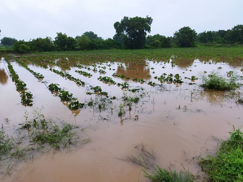 139 mm extra rain hits Marathwada; Crops on 15 lakh hectares in mud | मराठवाड्याला १३९ मि.मी.अतिरिक्त पावसाचा तडाखा; १५ लाख हेक्टरवरील पिके चिखलात