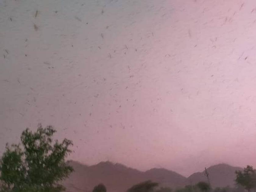 barmer desert pakistan locust attack stir administration claim control over situation vrd | टेन्शन वाढलं! पाकिस्तानातून राजस्थानमार्गे भारतात येतंय नवं संकट