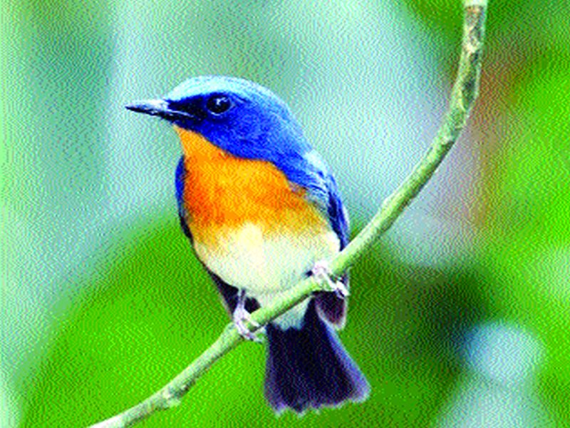 New 35 species of birds emerge beauty of the park! | पक्षांच्या नव्या ३५ प्रजातींनी माहीमच्या उद्यानाचे सौंदर्य बहरले!