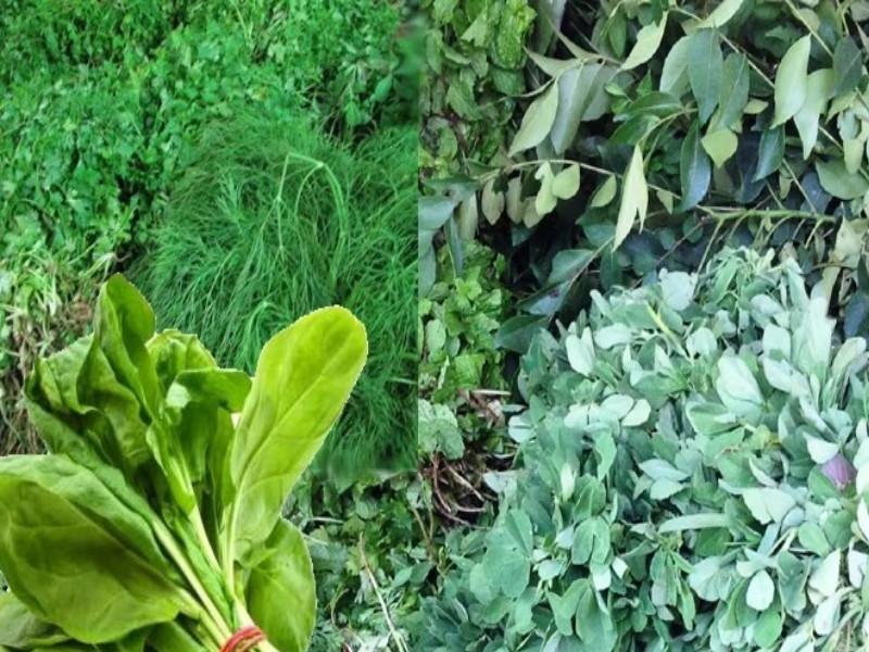 With the start of pitru paksha leafy vegetables also became expensive | पितृपंधरवडा सुरू झाल्याने पालेभाज्याही महागल्या