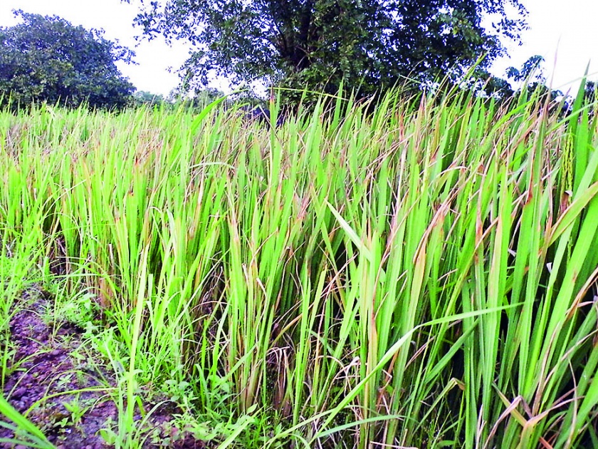 Heavy rains threaten 2% of paddy, poor rice paddy in good condition | अतिवृष्टीमुळे ४० टक्के भातशेती धोक्यात, गरवी भातशेती सुस्थितीत