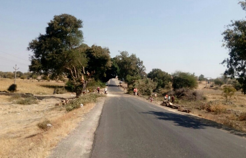 Due to the widening of the 'Waste Budhi' was eroded! Satara-Pandharpur route | रुंदीकरणामुळे ‘वाण्याच्या झाडी’ची ओळख पुसली ! सातारा-पंढरपूर मार्ग