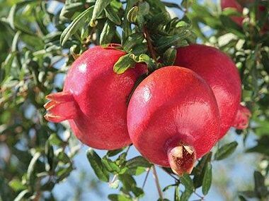 Seven days left to insure the pomegranate crop! | डाळींब पिकाचा विमा उतरविण्यासाठी सात दिवस शिल्लक !