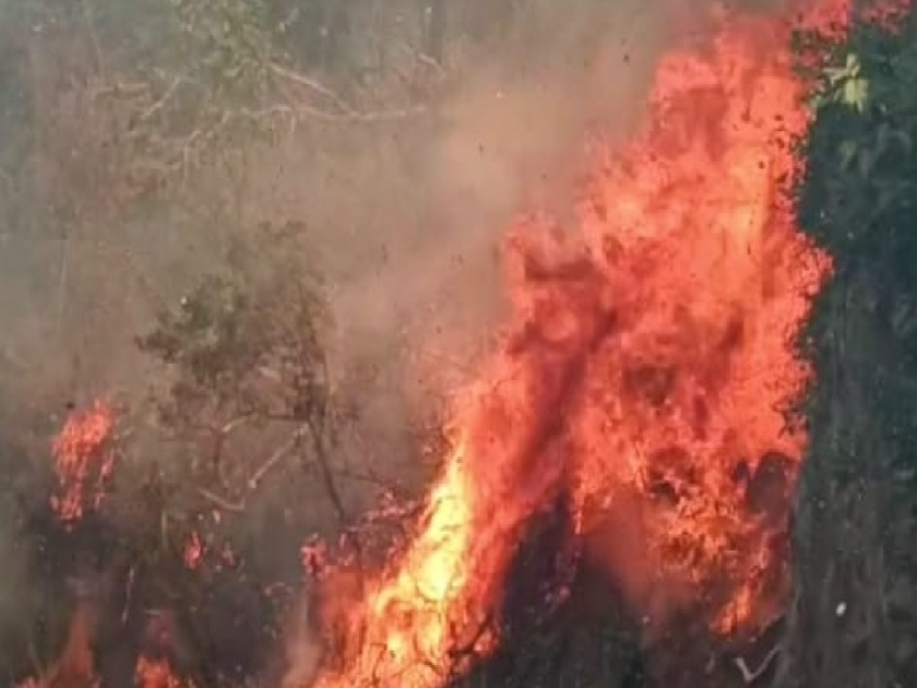 Massive fire in Panhala forest area Kolhapur, up to four hectares of forest has been destroyed | kolhapur: पन्हाळ्याच्या जंगल क्षेत्रात भीषण आग, चार हेक्टरपर्यंतची वनसंपदा खाक video
