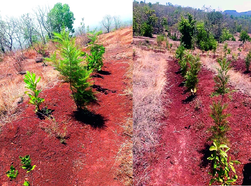 Panhala municipality has neglected the tree plantation; | पन्हाळा नगरपालिकेचे वृक्षारोपणाकडे दुर्लक्ष --झाड लावले, खड्डे उरले