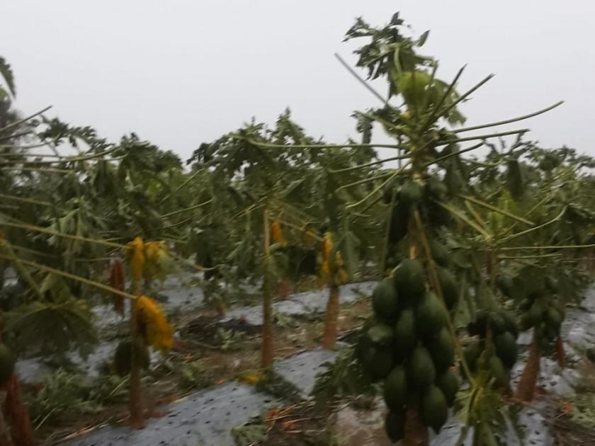 Damage to tur, gram, orchards due to hail | गारपीटीमुळे तुर, हरभरा, फळबागांचे नुकसान 