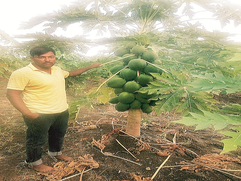 Increasing profit from papaya cultivation by overcoming the drought | दुष्काळावर मात करत पपई लागवडीतून मिळवला भरघोस नफा