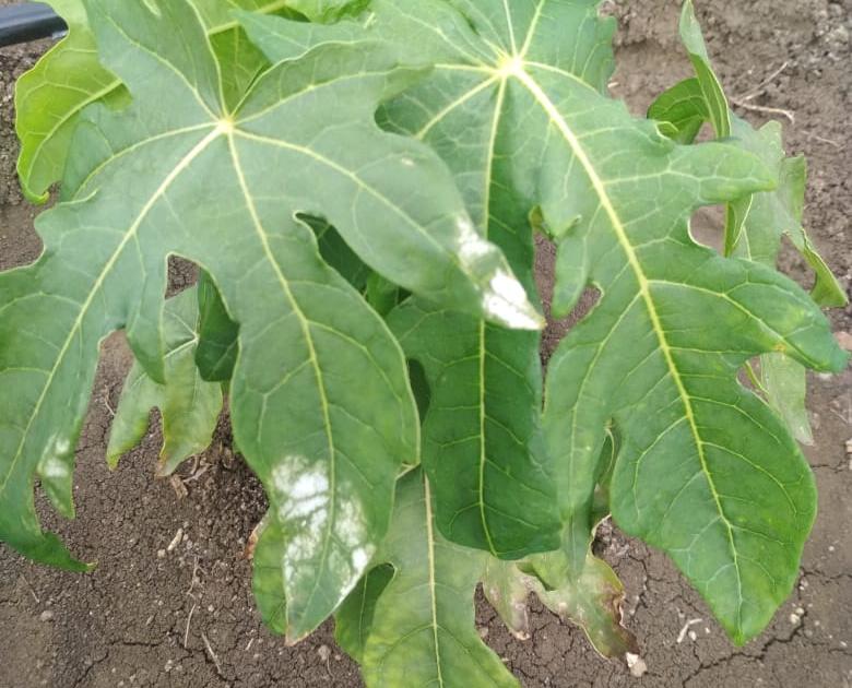 infection of Chanderi on Papaya; The fear of drying of seedlings | पपईवर चंदेरी करपा रोगाची लागण; रोपे सुकण्याची भिती