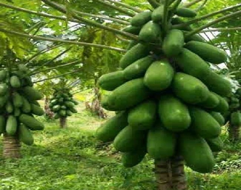 Demand for papaya from Beed district in Delhi; 13 lakh from papaya planted in four acres | बीड जिल्ह्यातील पपईला दिल्लीत मागणी; चार एकरांतील पपईतून १३ लाखांची बक्कळ कमाई