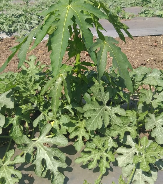 Experiment of watermelon, papaya mixed cultivation | टरबूज, पपईच्या मिश्र लागवडीचा प्रयोग