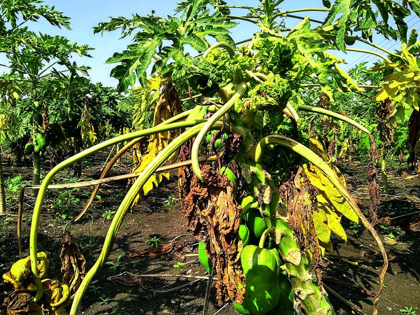 Papaya fruit gardens pest infestation! | पपई फळबागेवर किडींचा प्रादुर्भाव! 