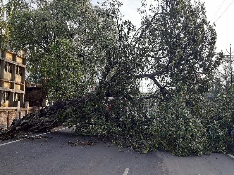 Another tree collapsed in Parbhani; Traffic jam on station road | परभणीत आणखी एक झाड कोसळले; स्टेशन रोडवर वाहतूक ठप्प 
