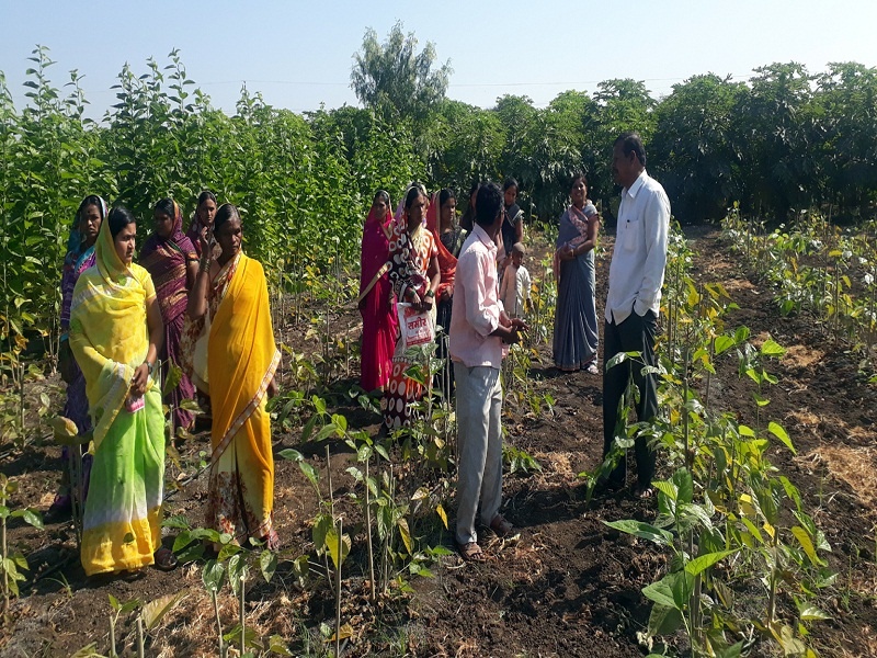 Development through Silk Industry; Establishment of a mulberry nursery is organized by 32 women groups in Kolhawadi | रेशीम उद्योगातून विकासाचा ध्यास; कोल्हावाडीत ३२ महिलांच्या गटाने केली तुतीच्या नर्सरीची स्थापना 