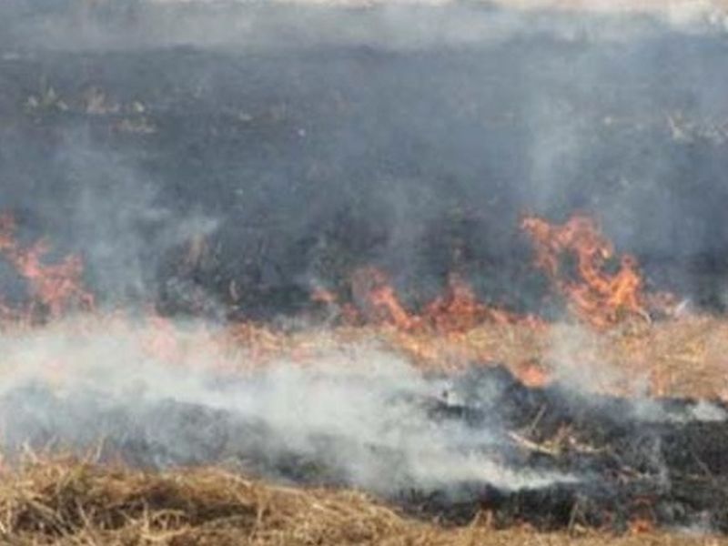 Delhi Pollution: In Punjab its own MLA burns a crop | दिल्ली प्रदूषण : पंजाबमध्ये आपच्या आमदारानेच जाळले पिक
