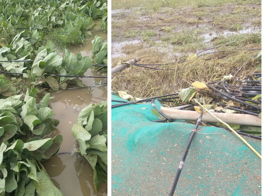 Due to heavy rains, river water entered the field, washing away the cabbage crop on 3 acres | शेतकऱ्याचा टाहो! अतिवृष्टीने नदीचे पाणी शेतात घुसले, ३ एकरवरील कोबी पिक वाहून गेले