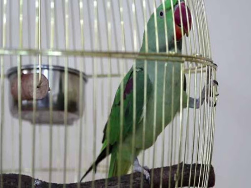 A fine of Rs 25000 for parrot stuck in the Cage | पोपटाला पिंजऱ्यात कोंडल्याने २५ हजारांचा दंड