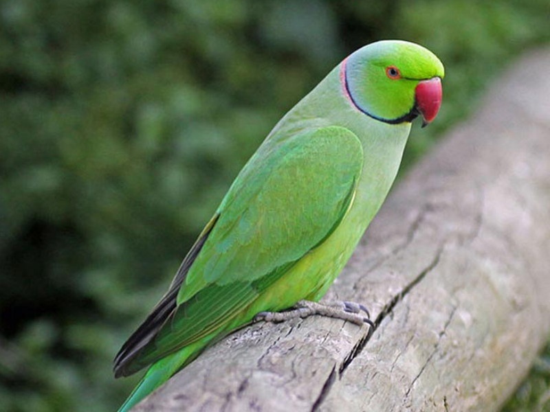 Three arrested for selling parrots in Aundh area Forest department seized two hill parrots | औंध भागात पोपट विक्रीसाठी आलेल्या तिघांना पकडले; वन विभागाकडून दोन पहाडी पोपट जप्त