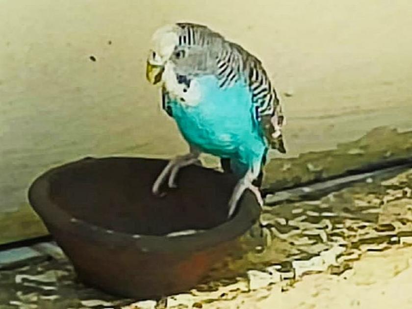 Don't break the nest, the bird gets heat stroke too; Lifesaving Australian parrot that fell to the ground | घरटे तोडू नका, पक्षालाही होतो उष्माघात; जमिनीवर कोसळलेल्या ऑस्ट्रेलियन पोपटास जीवदान
