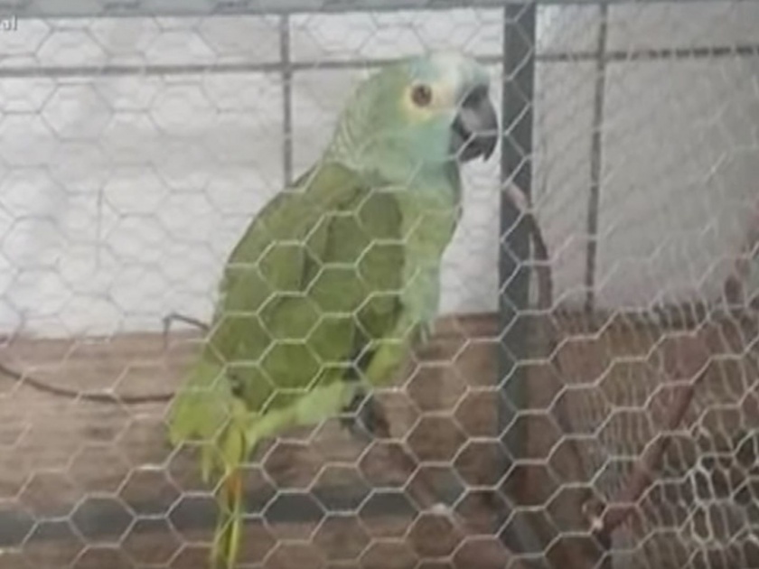 The loss of the African parrot | आफ्रिकन पोपट हरविल्याने मालकाचा अन्नत्याग..