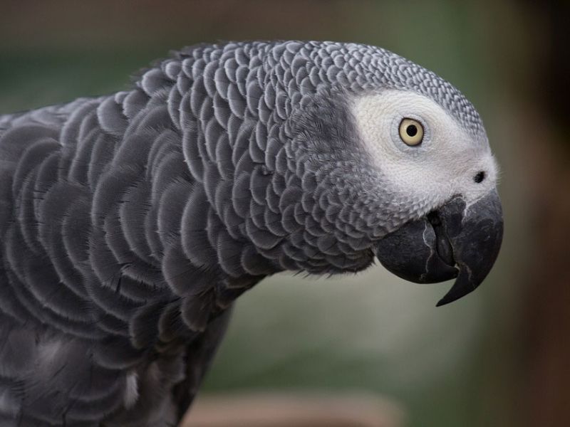 wanted parrot chase online woman loses rs 71000 | ऑनलाइन पोपट खरेदी करायला गेली अन् तिचाच झाला पोपट