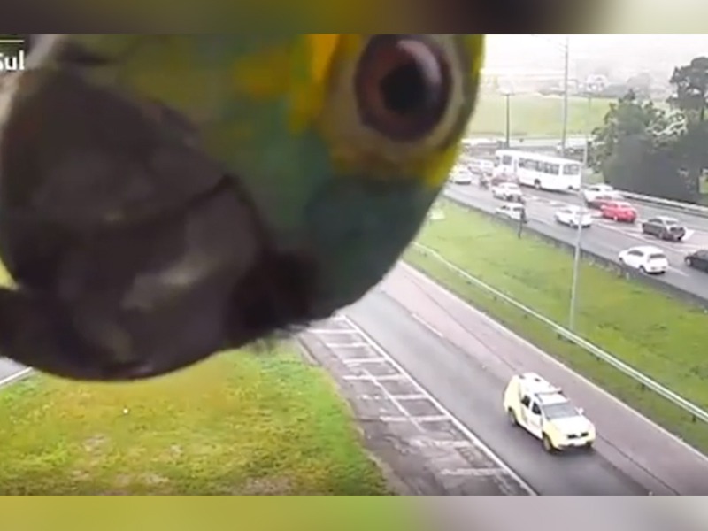 parrot came in front of traffic cctv camera in brazil funny video goes viral | रस्त्यावरील सीसीटीव्ही कॅमेऱ्यात डोकाऊ लागला पोपट, या खोडसाळ मिठ्ठुची गंमतच न्यारी!