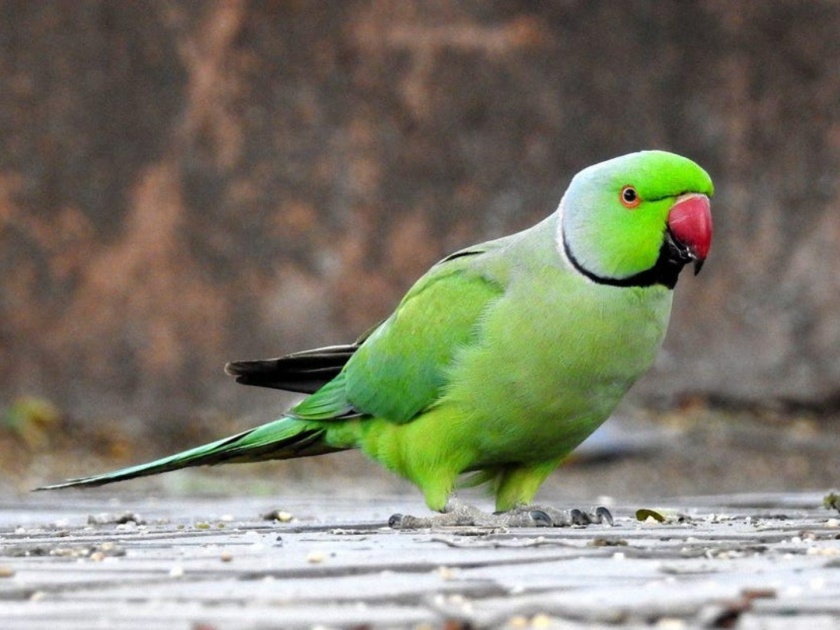 10 parrots died due to unseasonal rain in solapur | अवकाळी पावसाचा तडाखा बसल्याने १० पोपटांचा मृत्यू