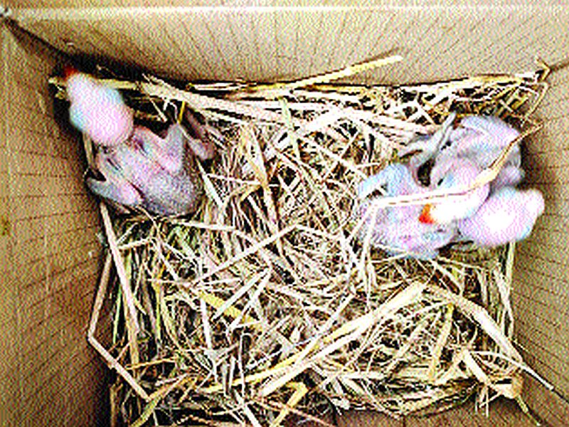Arrested in Goregaon for selling four parrot puppies | पोपटाच्या चार पिल्लांची विक्री करणाऱ्यावर कारवाई, गोरेगावमध्ये केली अटक