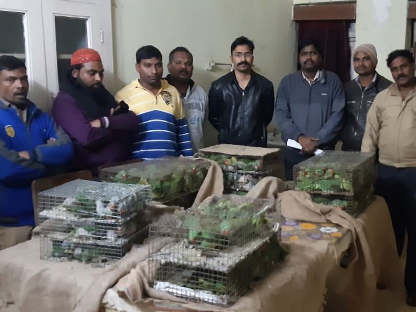 parrot smugglers gang arrested | पोपटांची तस्करी करणारी टोळी जेरबंद; 200 रुपये दराने होत होती विक्री