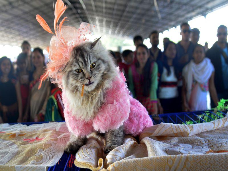 Pets full of pets; Animales lovers Nashikkar's crowd | पाळीव प्राण्यांचा भरला मेळा; प्राणिप्रेमी नाशिककरांची अलोट गर्दी