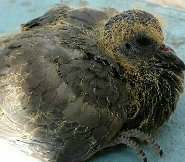 Washim: life given to the injured bird by 'Nylon' |  वाशिम: ‘नायलॉन’ मांजामुळे जखमी झालेल्या पक्ष्याला दिले  जीवदान