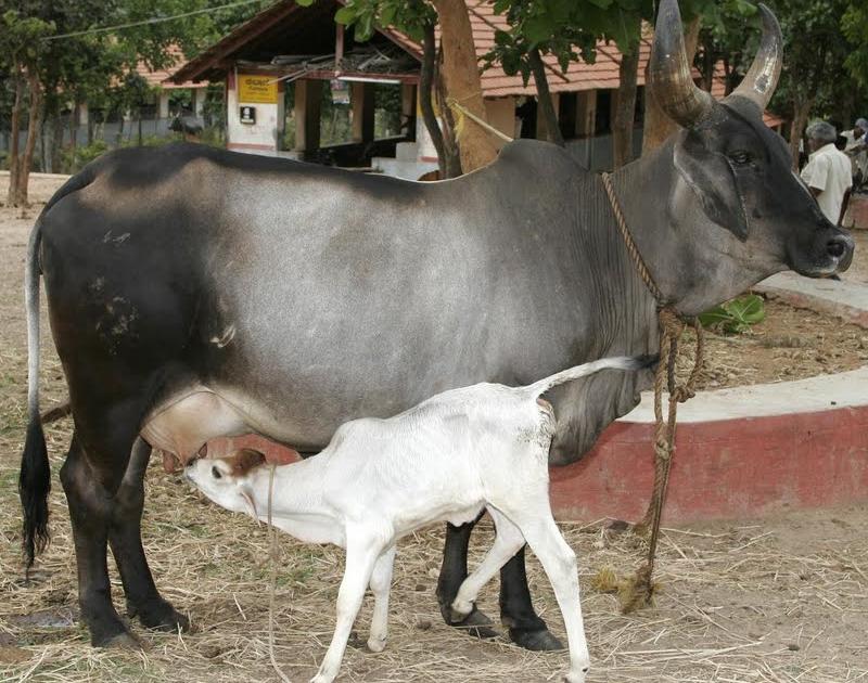 In the problem of animal husbandry in 13 villages, due to lack of cattle development officials | पशूधन विकास अधिका-यांअभावी १३ गावांतील पशूपालक अडचणीत