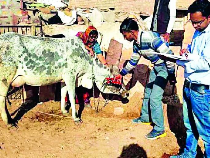 In Chiplun, 165 villages started livestock operations | चिपळुणात १६५ गावात पशुगणनेचे काम सुरु