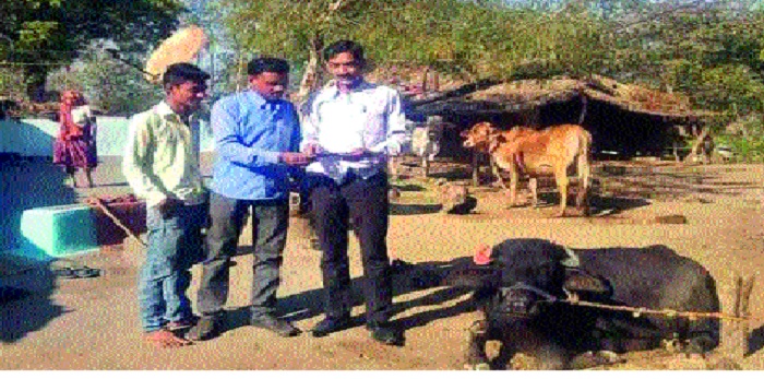 Animals now counting at Rs 1 lakh | ६१ लाख रुपयात मोजणार आता जनावरे