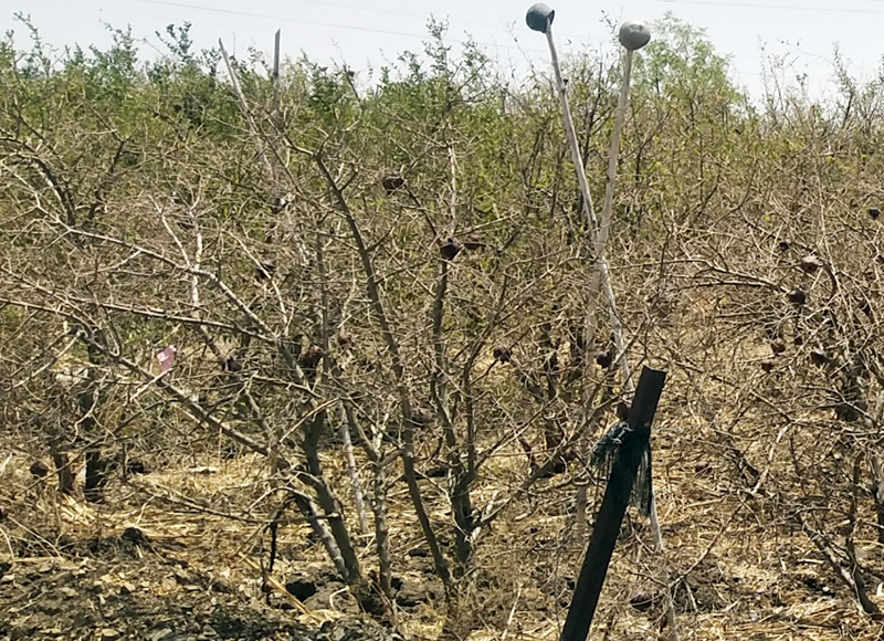 Due to drought, due to drought, there are fruit trees in Vakhri, Bhandesegaon area | दुष्काळामुळे वाखरी, भंडीशेगाव परिसरातील फळबागा करपल्या