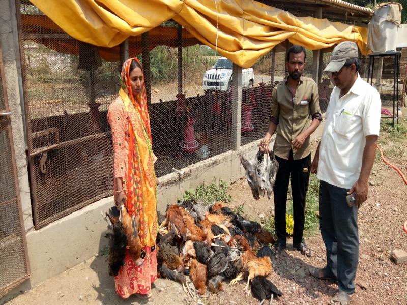 Death of two thousand hen due to Maanmodee's disease at Nimsakhar | निमसाखर येथे मानमोडी रोगामुळे दोन हजार कोंबड्यांचा मृत्यू 
