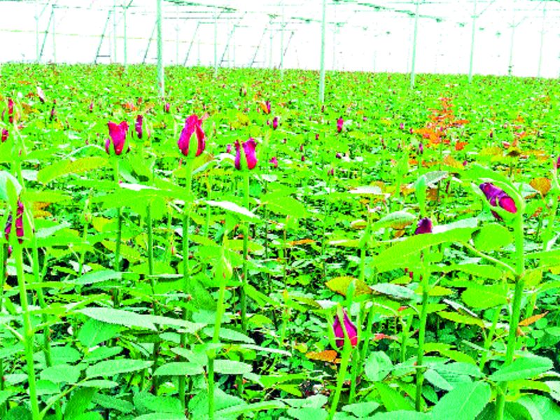 Valentine's Day: Export of 50 lakh roses from Mawla this year | व्हॅलेंटाइन-डे : मावळातून यंदा ५० लाख गुलाबांची निर्यात
